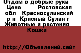 Отдам в добрые руки  › Цена ­ 10 - Ростовская обл., Красносулинский р-н, Красный Сулин г. Животные и растения » Кошки   